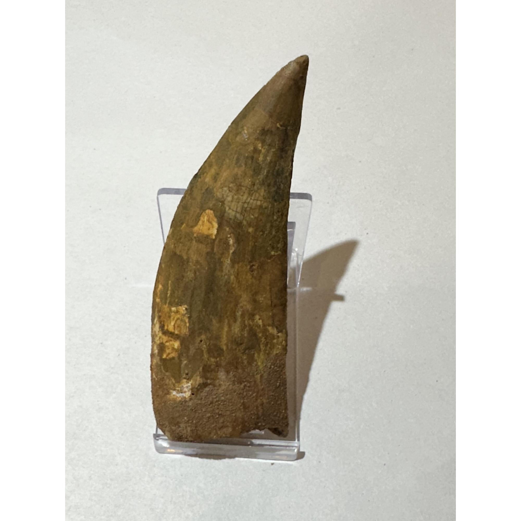 Carcharodontosaurus tooth, 4 1/4 inch beauty Prehistoric Online