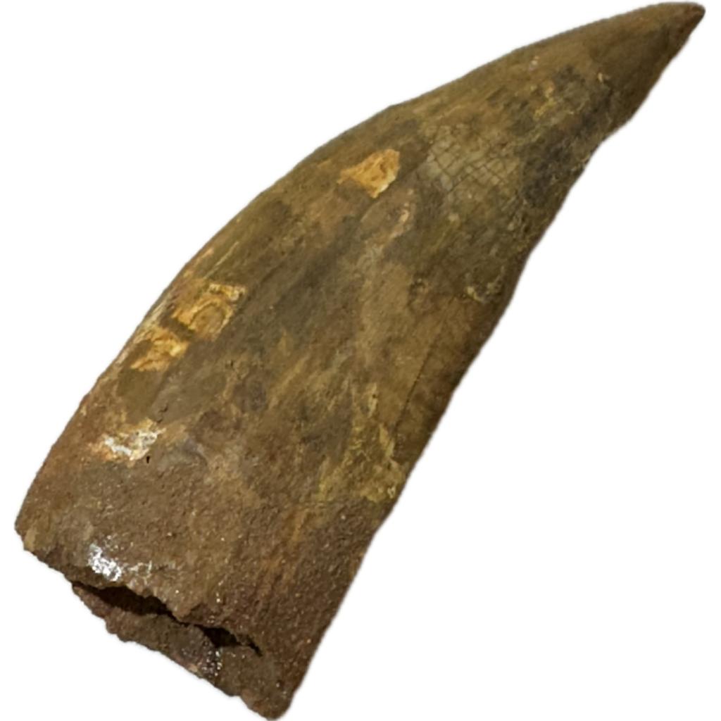 Carcharodontosaurus tooth