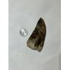 Carcharodontosaurus tooth, Morocco, natural 4 1/4 inch Prehistoric Online