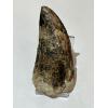 Carcharodontosaurus tooth, Morocco, natural 4 1/4 inch Prehistoric Online