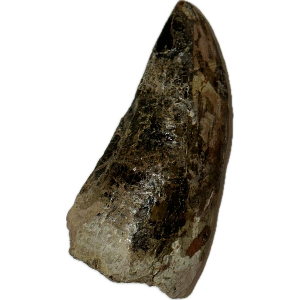Carcharodontosaurus, Morocco, Dinosaur tooth, 4 1/4 inches Prehistoric Online