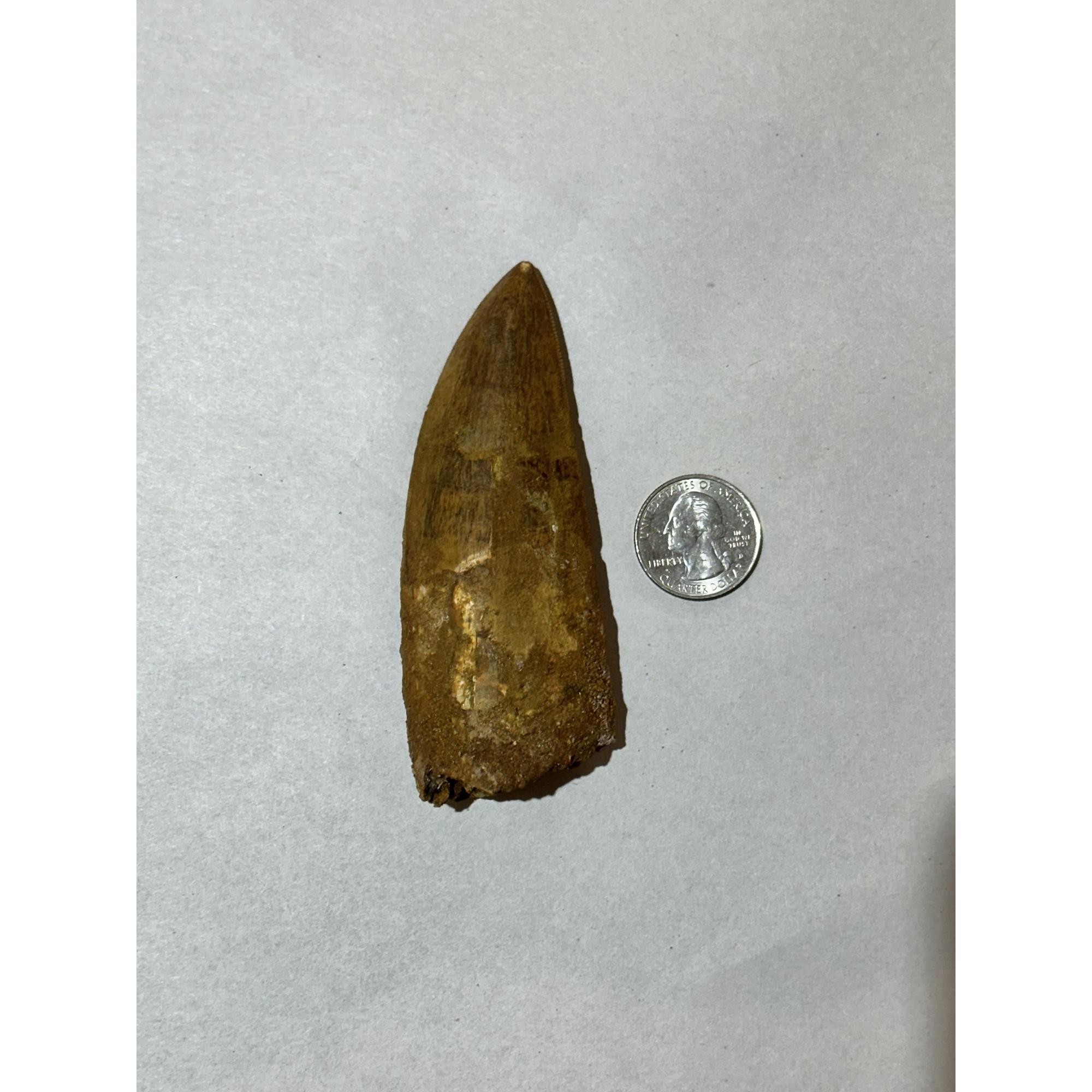 Carcharodontosaurus Dinosaur tooth, Morocco, 4 1/4 inches Prehistoric Online