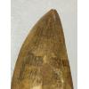 Carcharodontosaurus Dinosaur tooth, Morocco, 4 1/4 inches Prehistoric Online