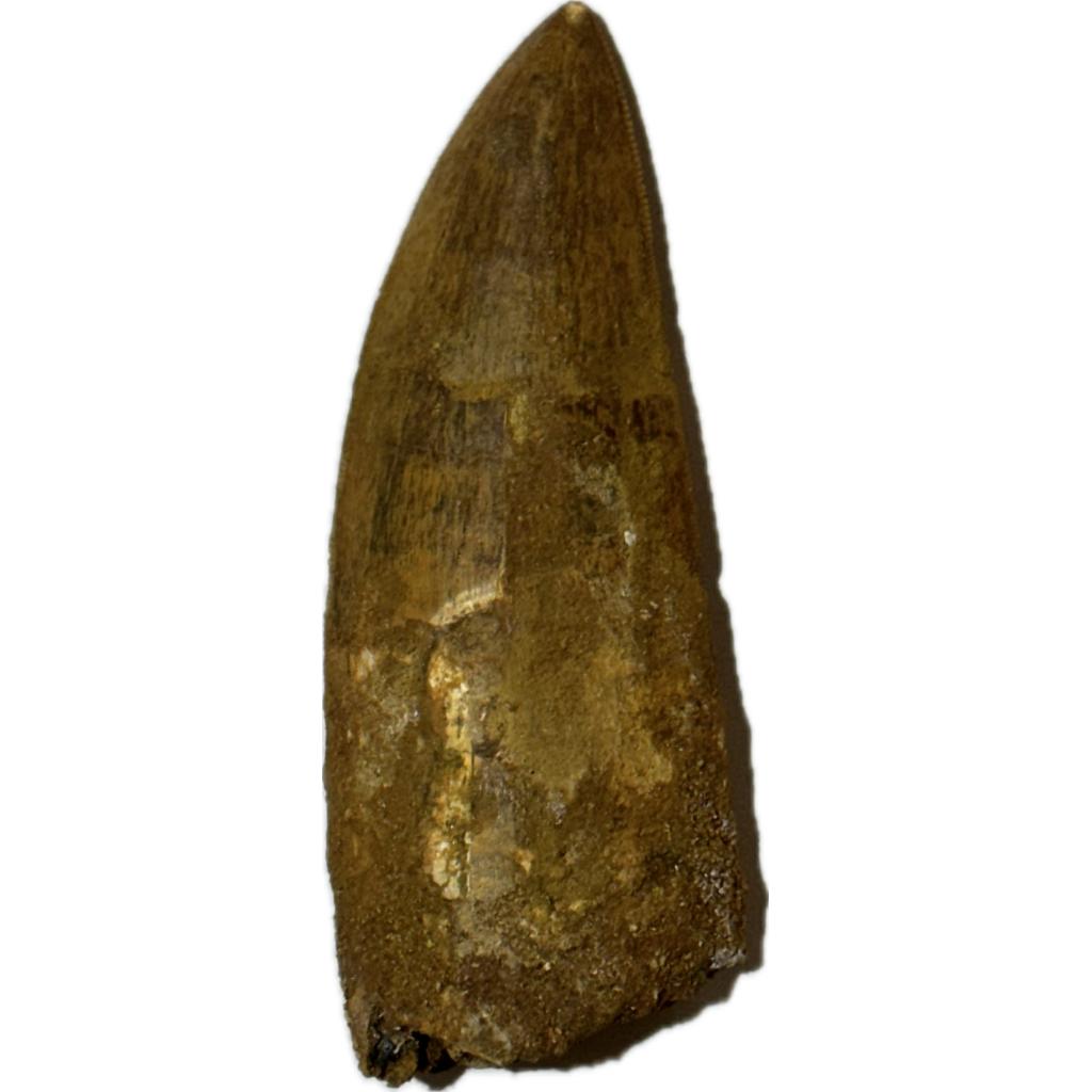 Carcharodontosaurus Dinosaur tooth, Morocco, 4 1/4 inches - Prehistoric Online