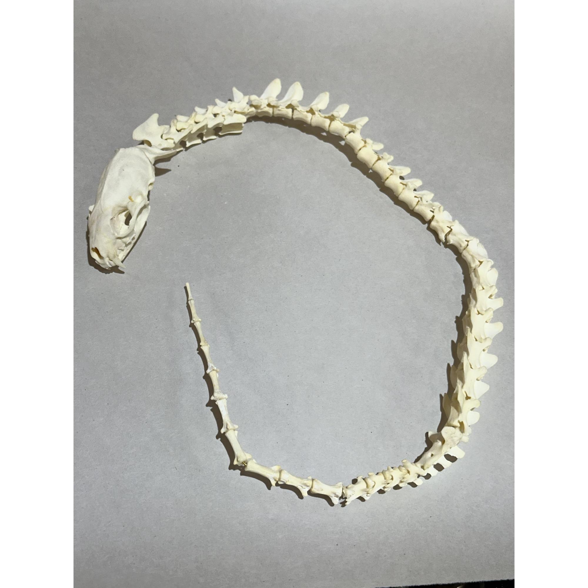 Bone Art, Mink on snake posable Prehistoric Online