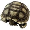 Sulcata tortoise Taxidermy, Mummified Prehistoric Online