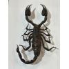 Scorpion in frame, huge Prehistoric Online