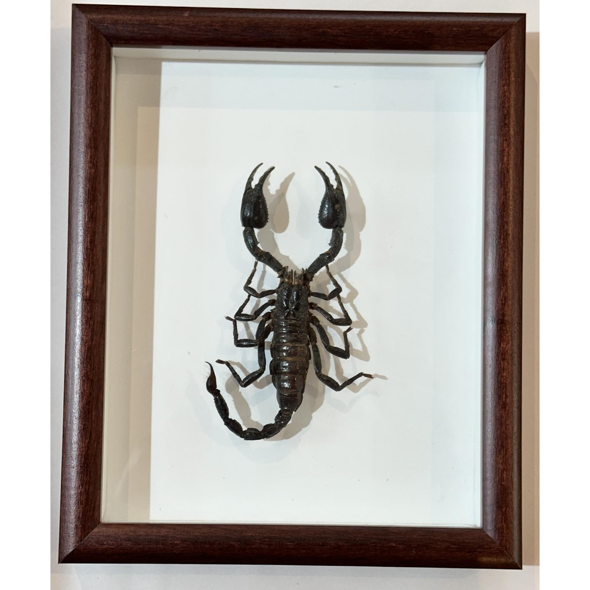 Scorpion in frame, huge Prehistoric Online