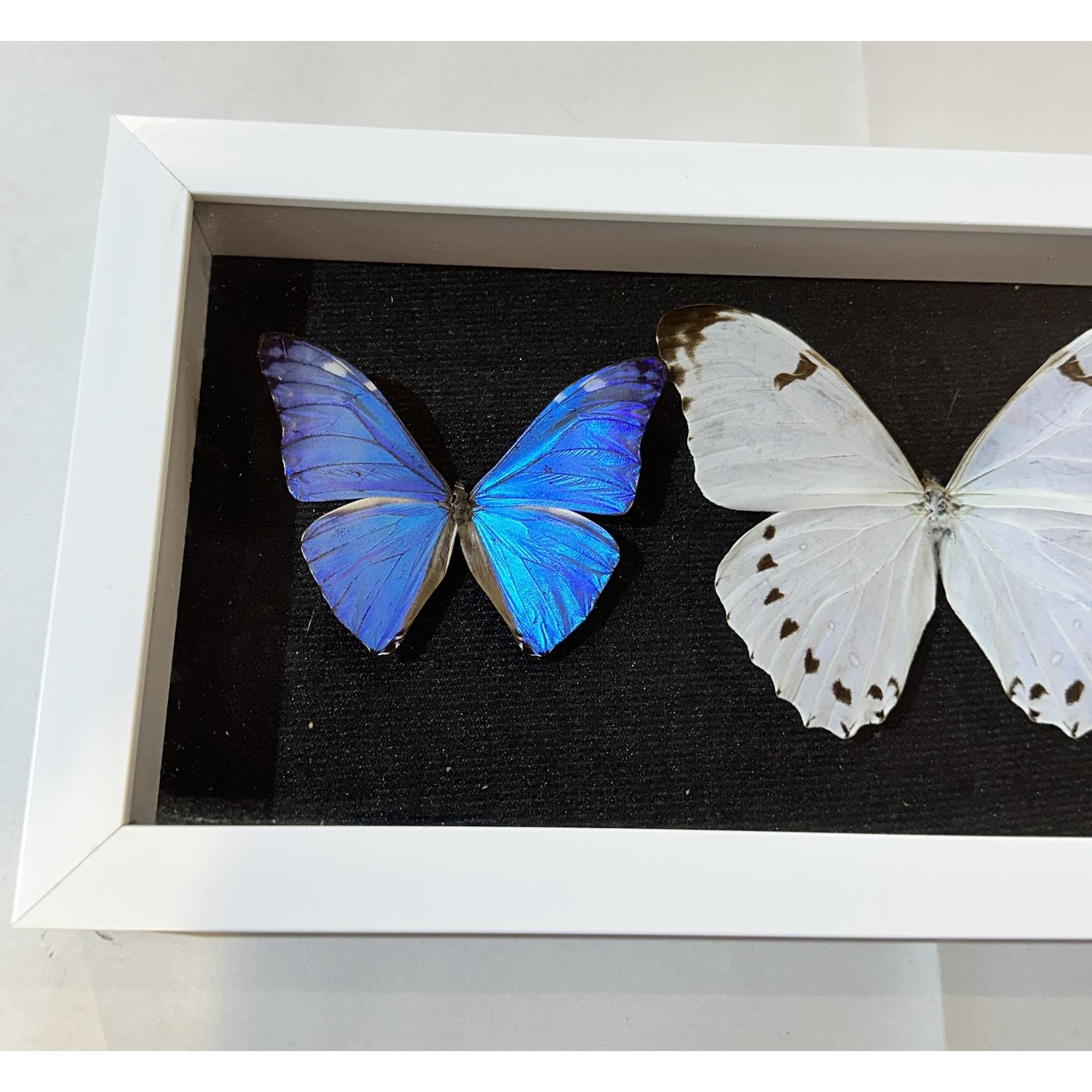 Butterfly Collection in frame Prehistoric Online