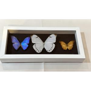 Butterfly Collection in frame Prehistoric Online