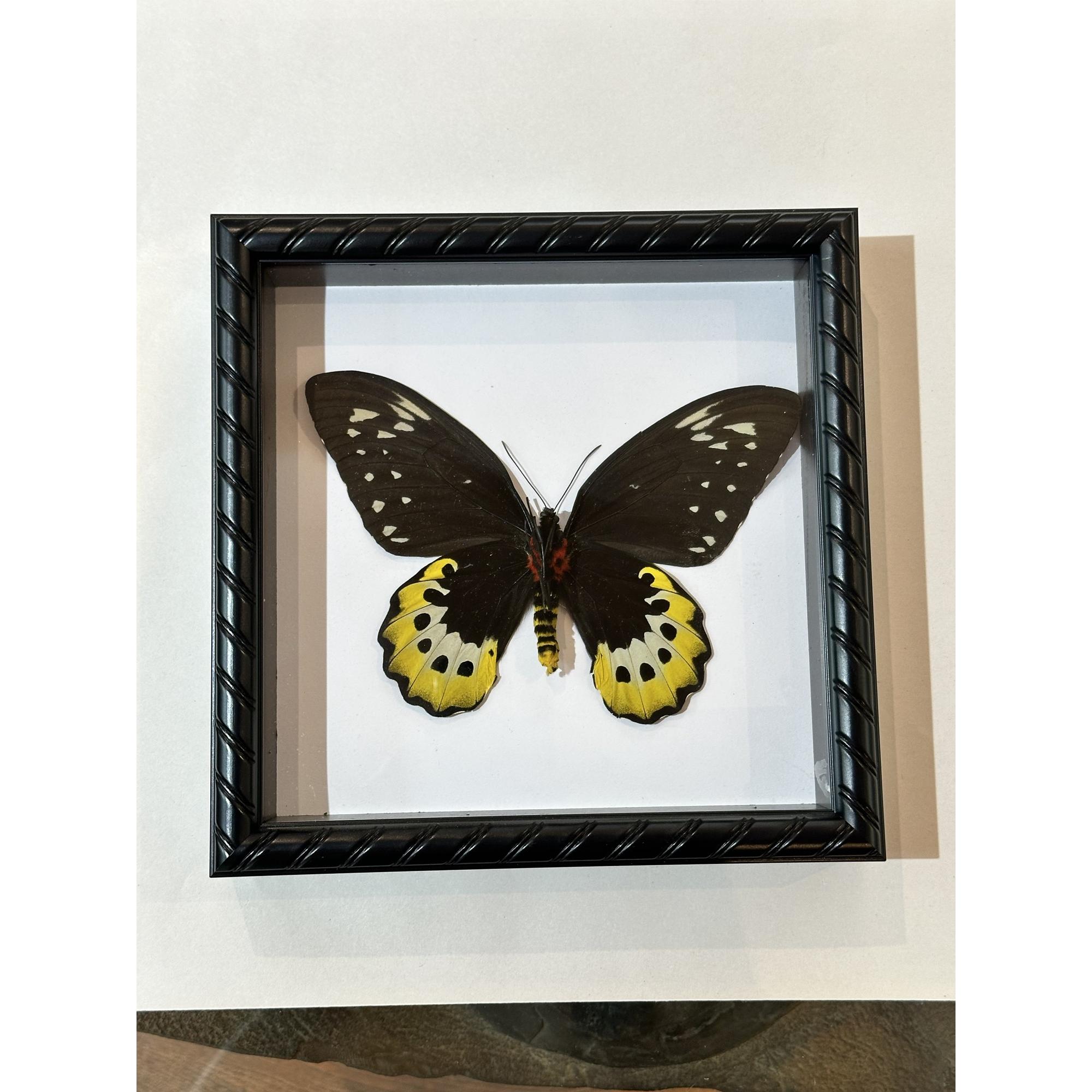 Butterfly in fancy frame Prehistoric Online