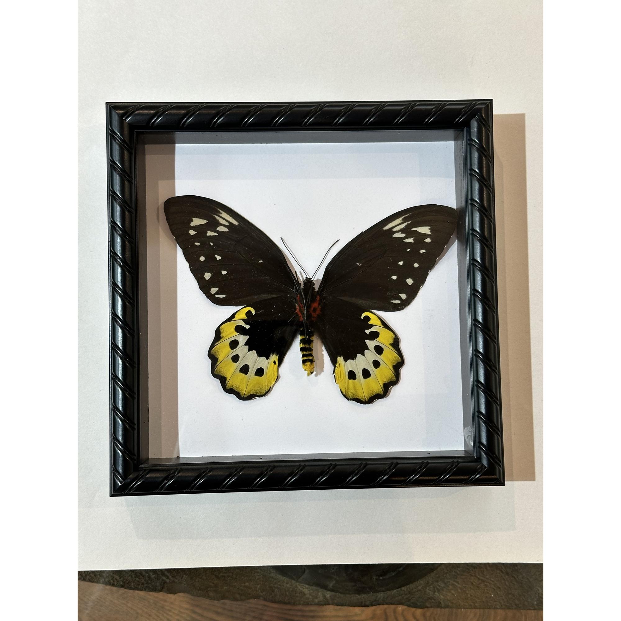 Butterfly taxidermy in fancy frame Prehistoric Online