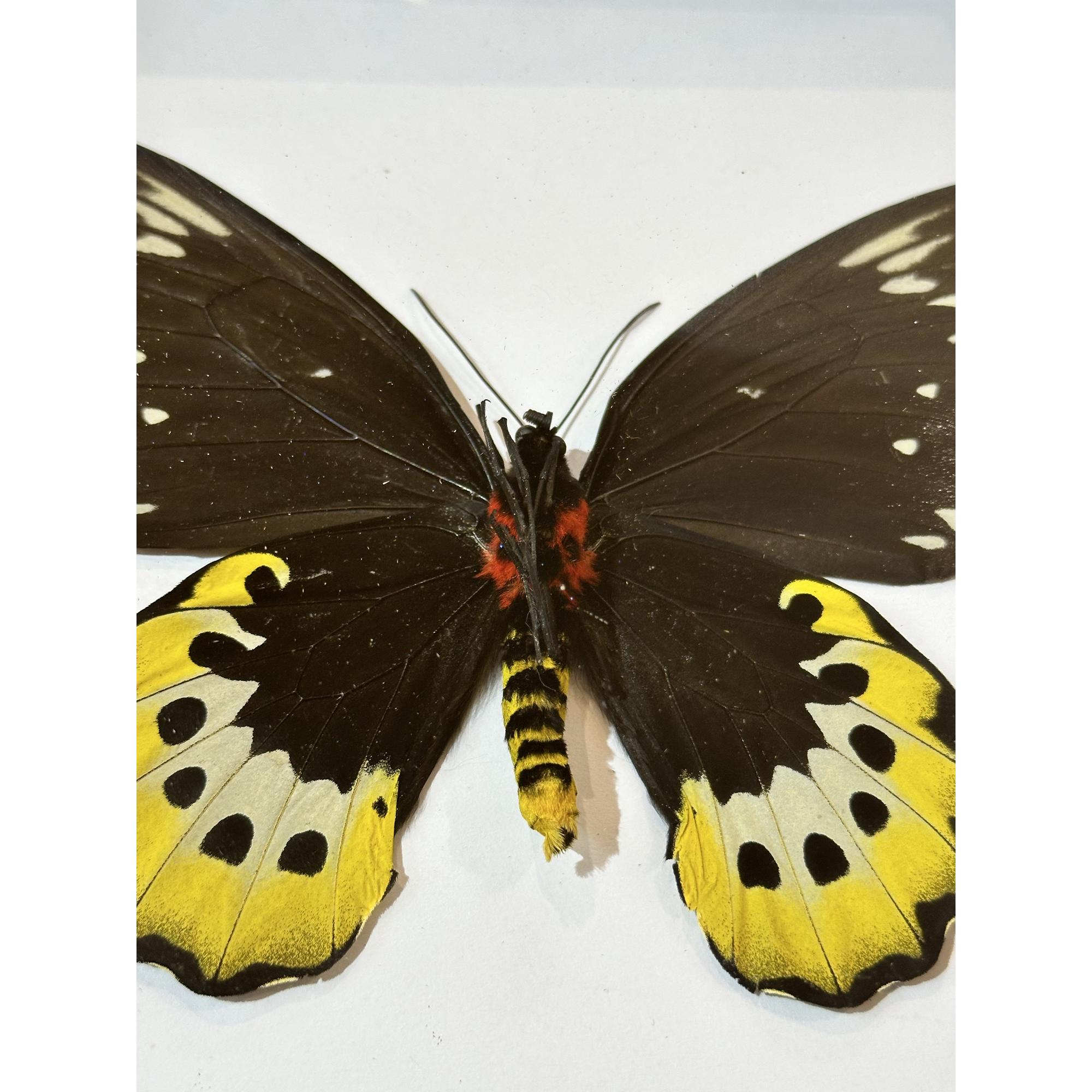 Butterfly taxidermy in fancy frame Prehistoric Online