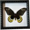 Butterfly in fancy frame Prehistoric Online
