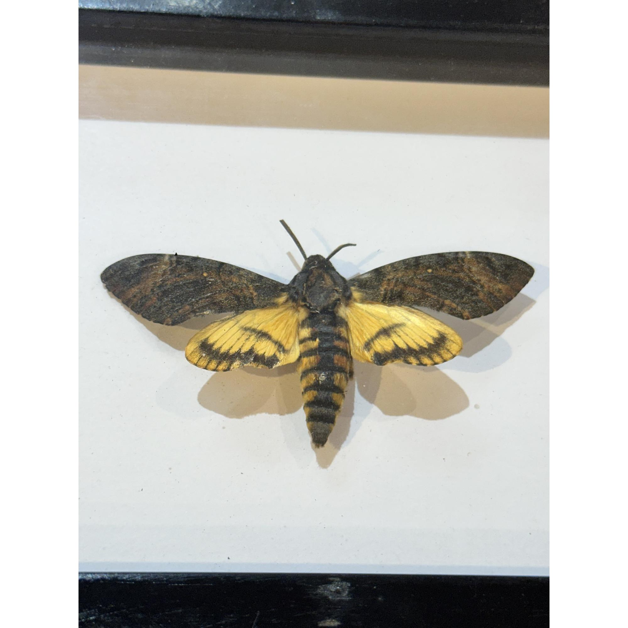 Death’s Head Moth in frame. Prehistoric Online