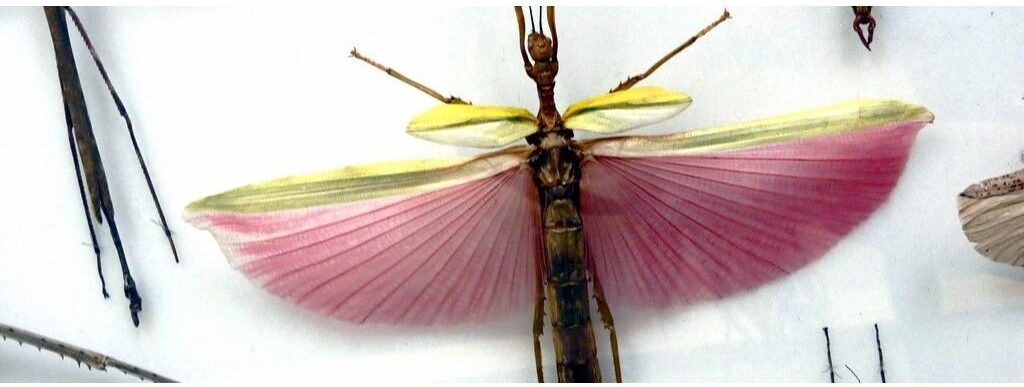 beautiful pink colored winged insect
