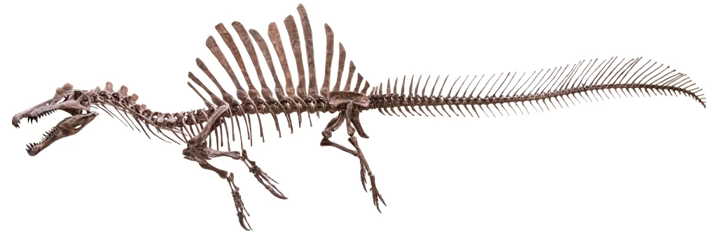 This is a picture of a Spinosaurus skeleton.