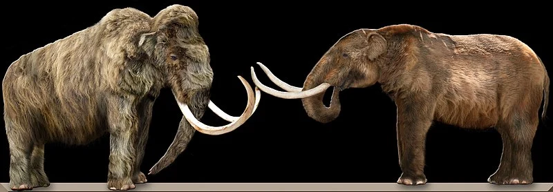 An artistic depiction of a Mastodon comparing to a Woolly Mammoth.
