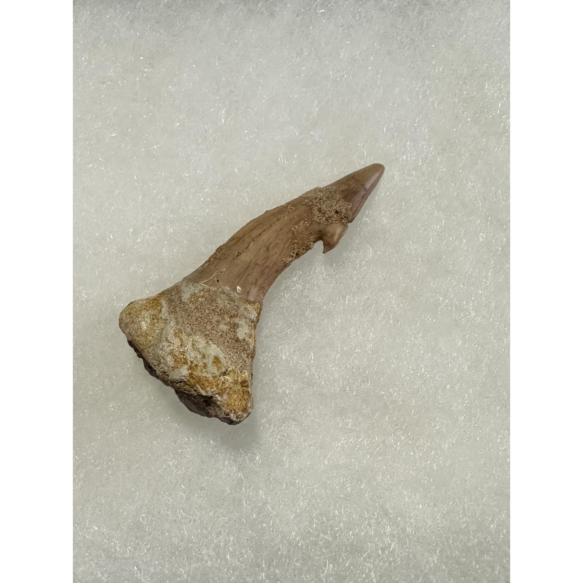 Sawfish Barb, Onchopristis Rostrum, Morocco Prehistoric Online