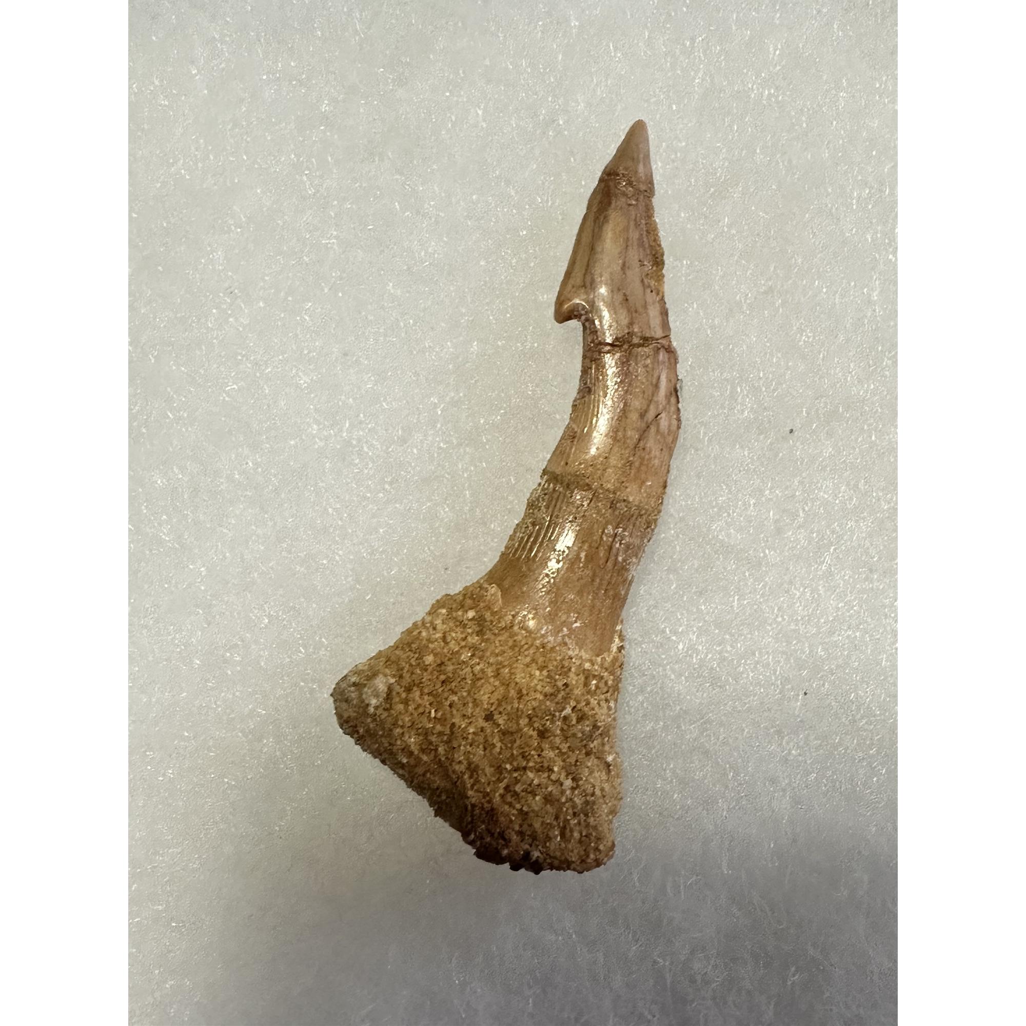 Fossil Sawfish Barb, Onchopristis, Kem Kem, Morocco Prehistoric Online