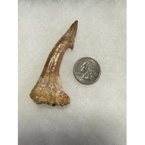 Sawfish Barb, Onchopristis Rostrum Prehistoric Online