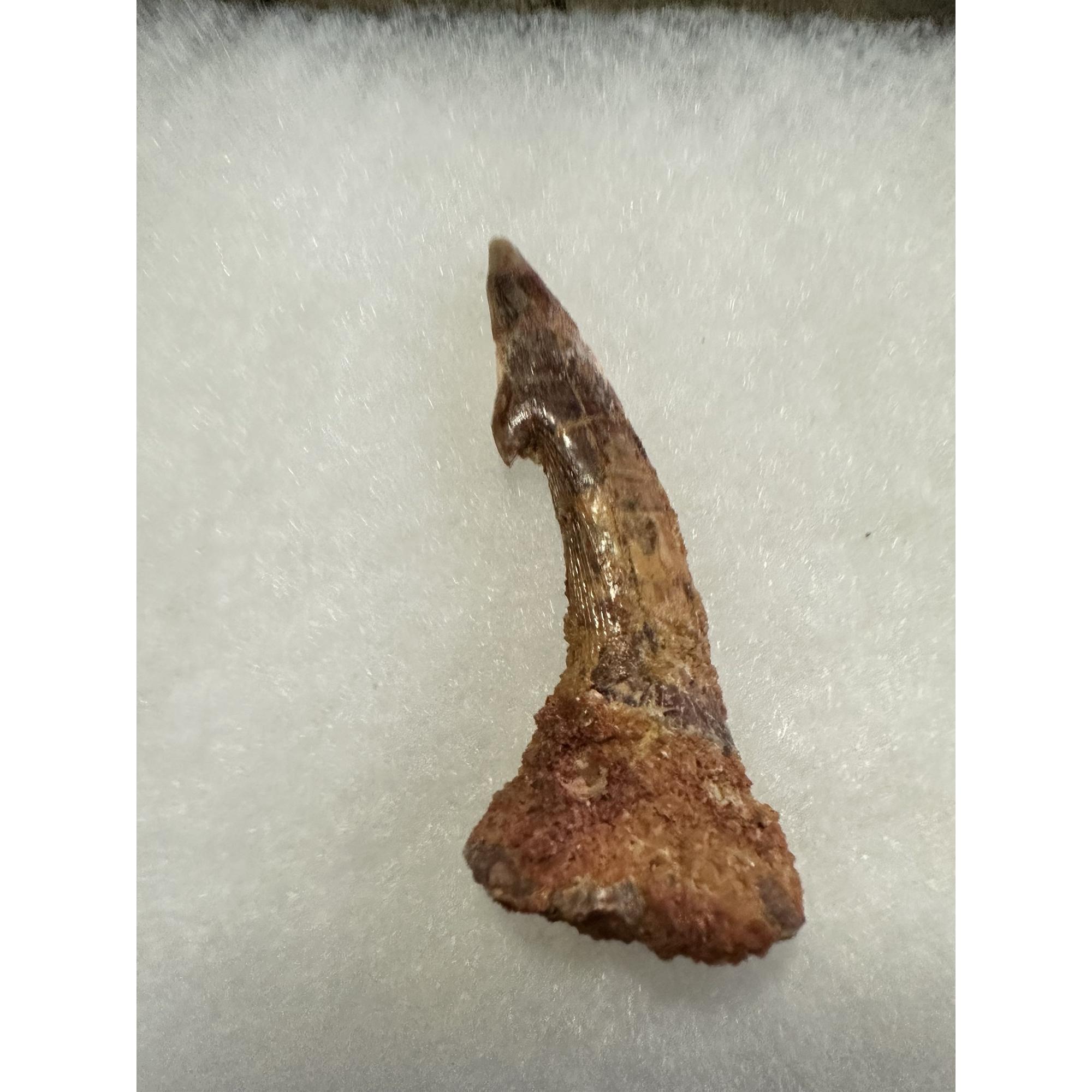 Sawfish Barb, Onchopristis Rostrum, XL Prehistoric Online