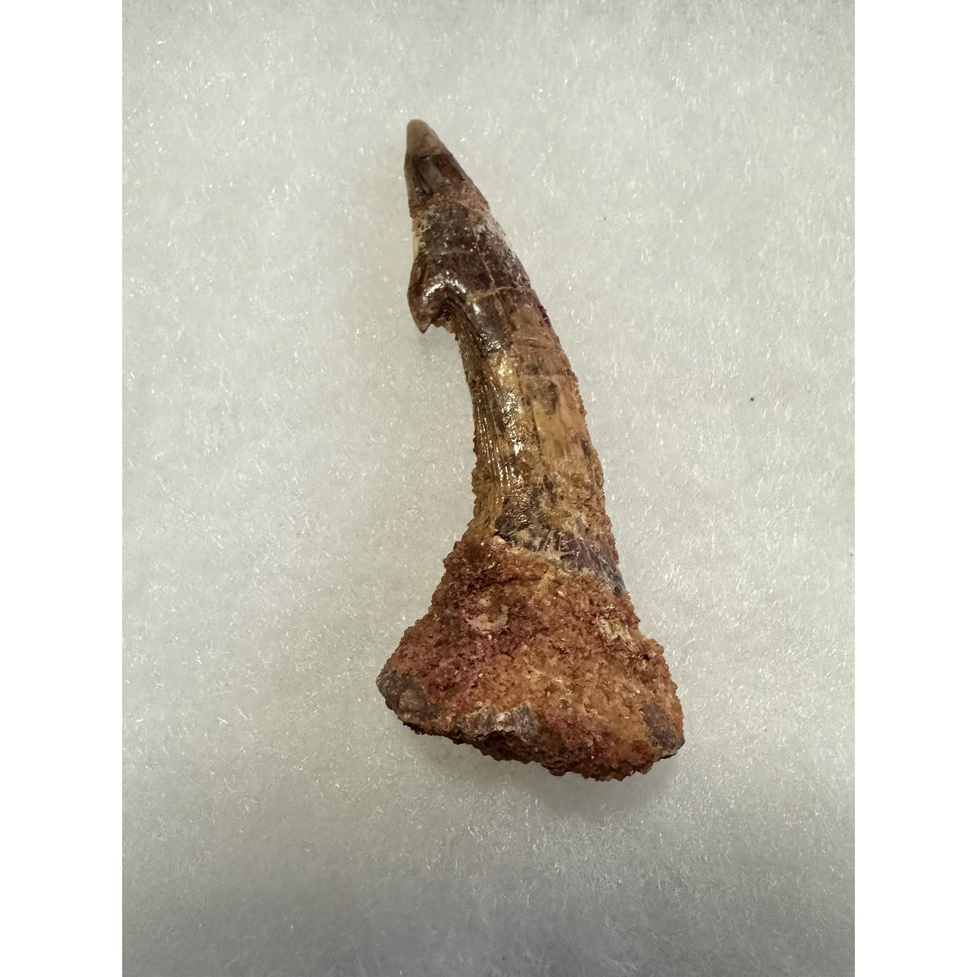 Sawfish Barb, Onchopristis Rostrum, XL Prehistoric Online