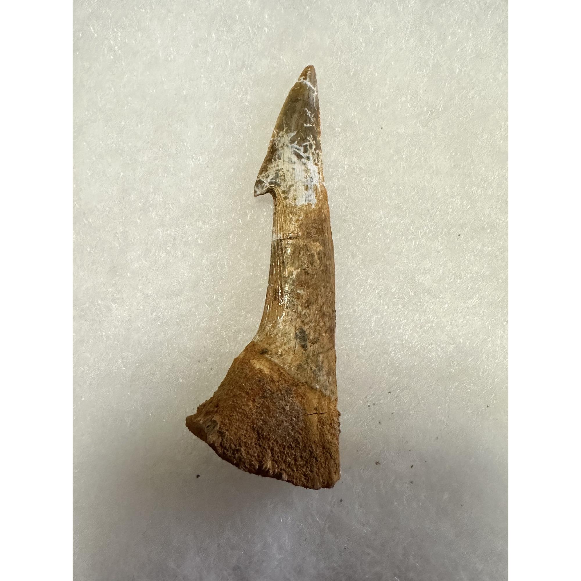 Sawfish Barb, Onchopristis Rostrum, Huge Prehistoric Online