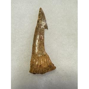 Sawfish Barb, Onchopristis Rostrum Prehistoric Online