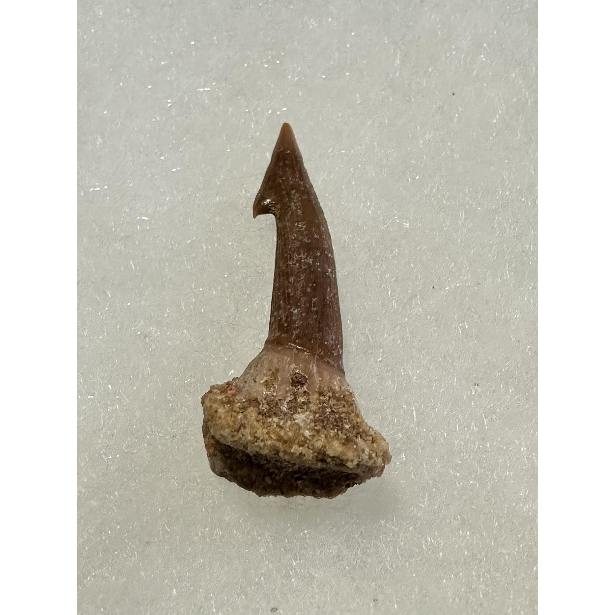 Sawfish Barb, Onchopristis, Kem Kem, Morocco Prehistoric Online