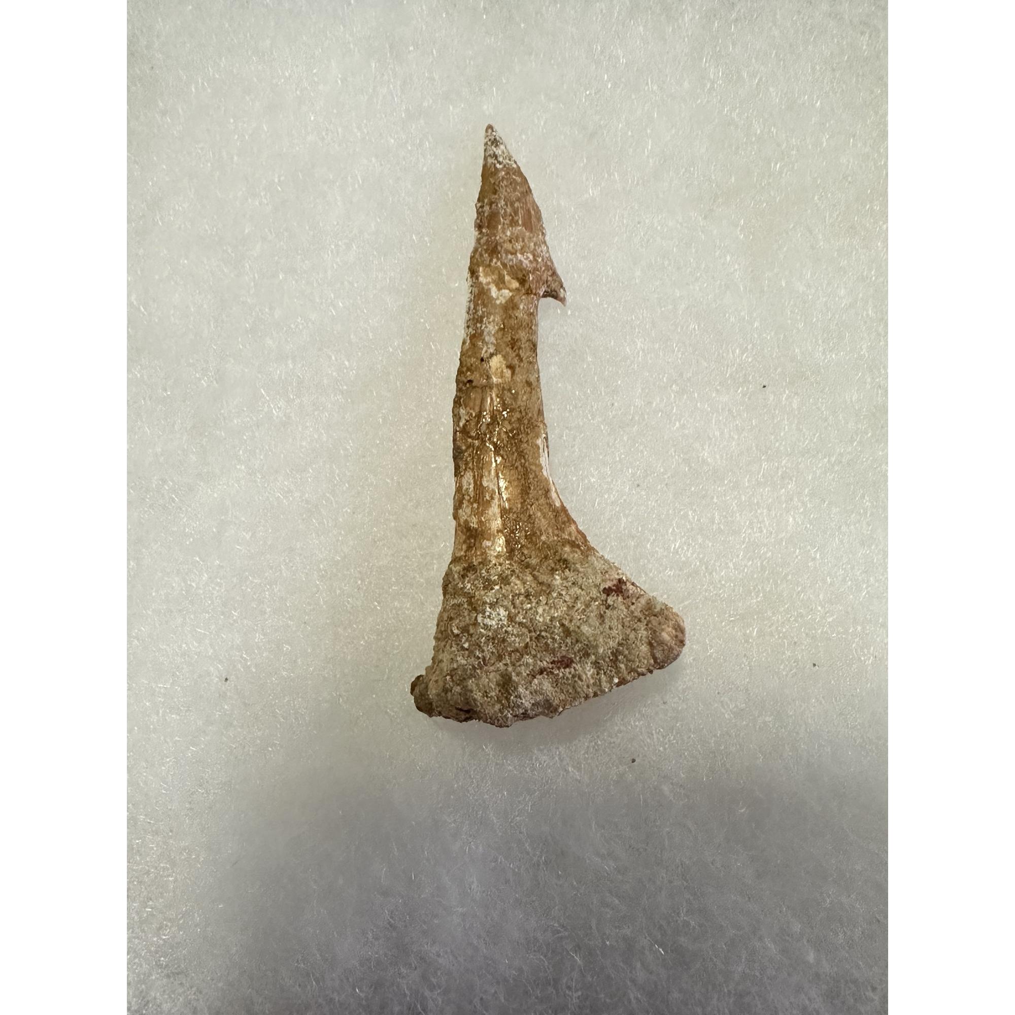 Sawfish Barb, Onchopristis, Sandstone covered Prehistoric Online