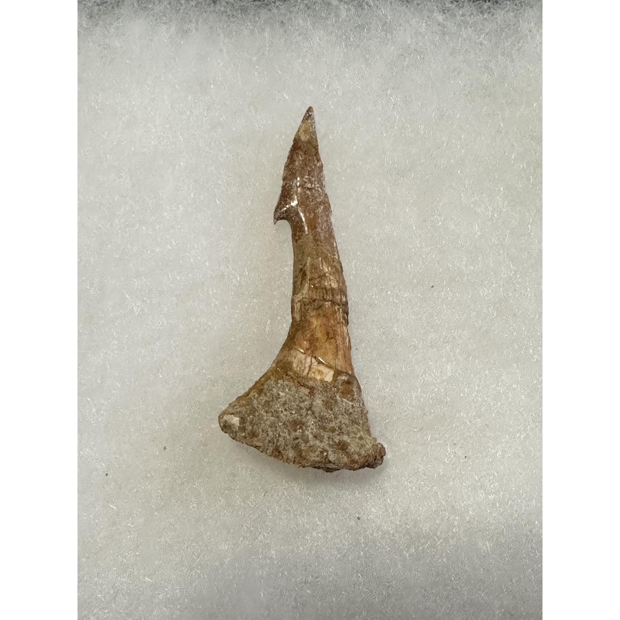 Sawfish Barb, Onchopristis, Sandstone covered Prehistoric Online