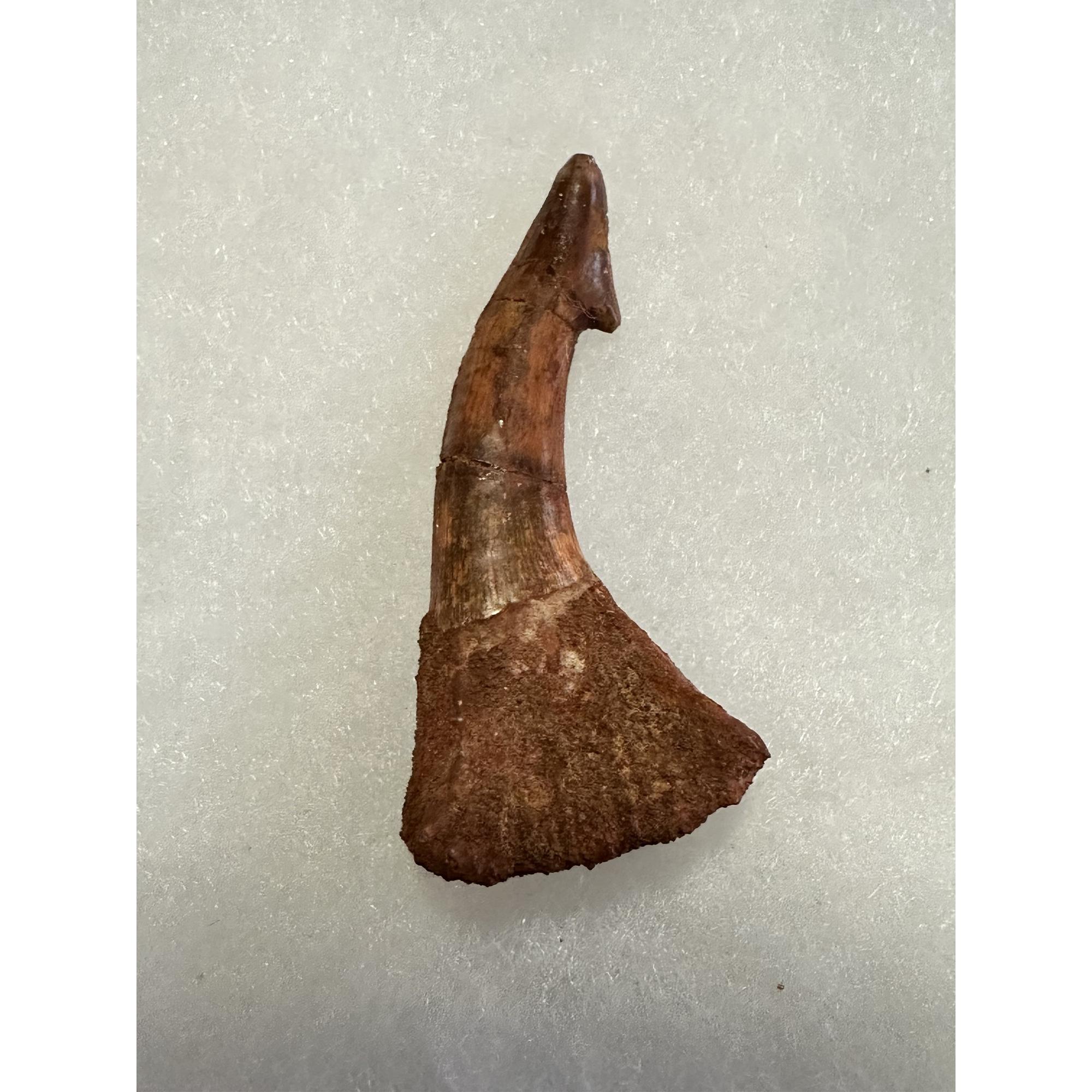 Sawfish Barb, Onchopristis, Glossy enamel Prehistoric Online