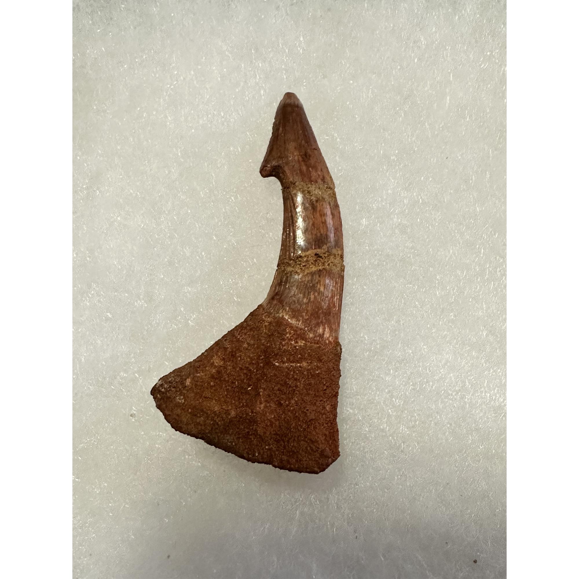 Sawfish Barb, Onchopristis, Glossy enamel Prehistoric Online