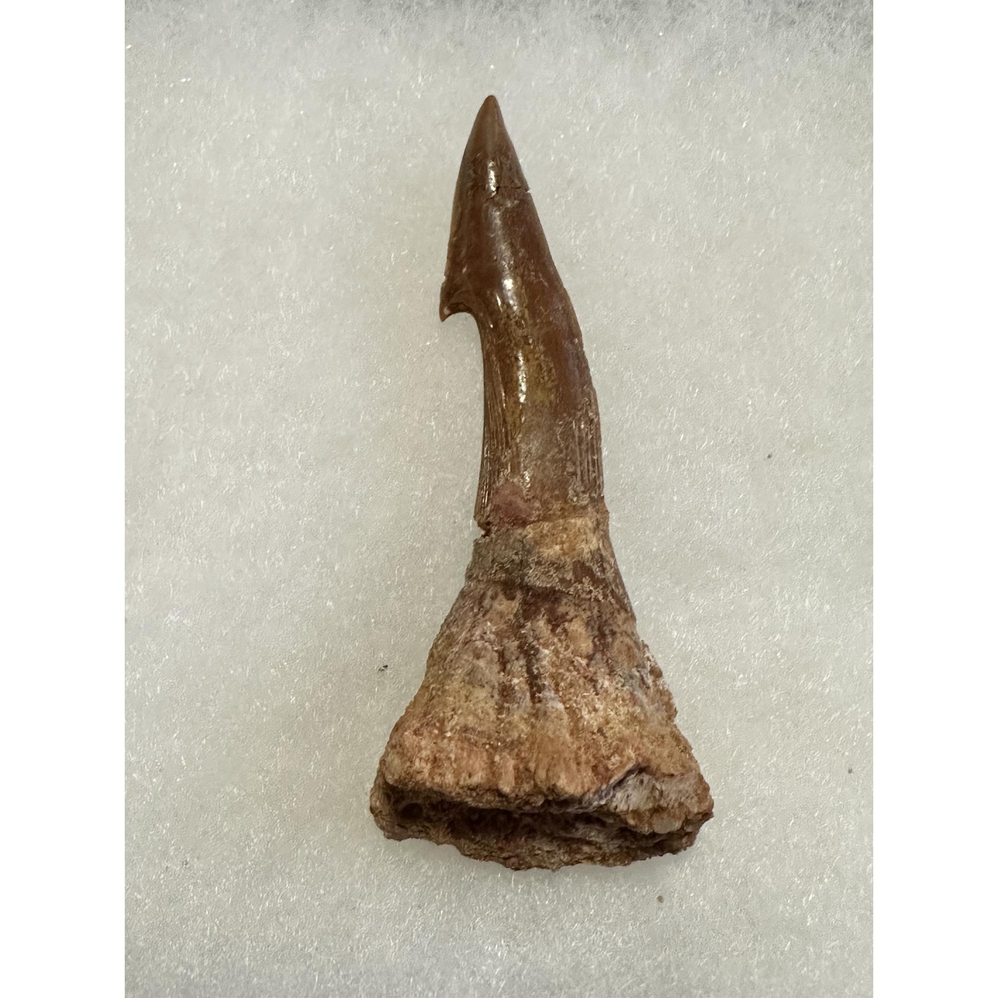 Sawfish Barb, Onchopristis Rostrum, Morocco Prehistoric Online