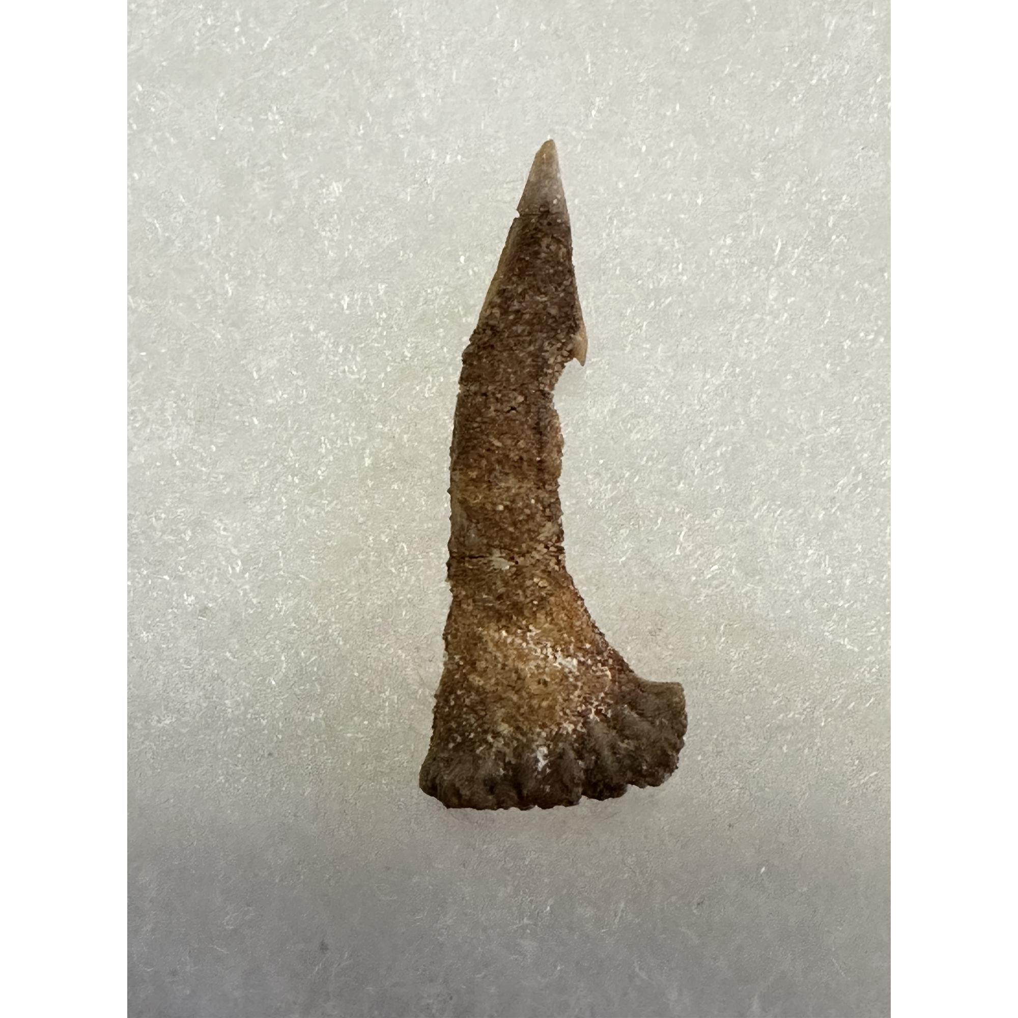 Sawfish Barb, Onchopristis, short sandstone covered Prehistoric Online
