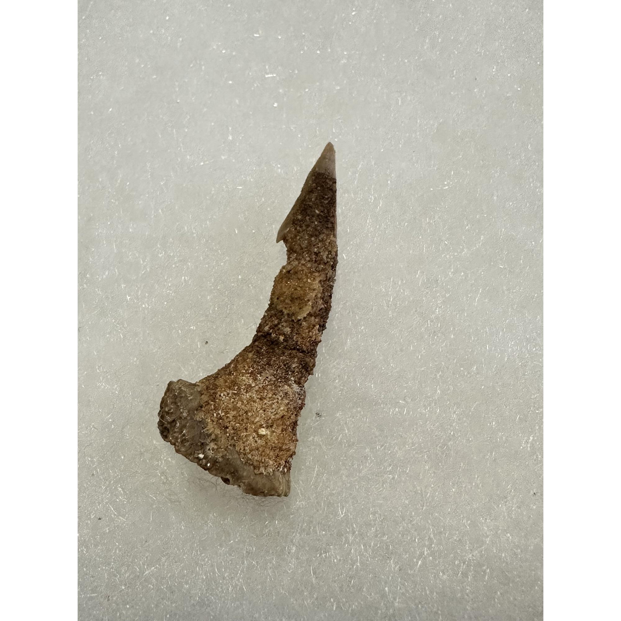 Sawfish Barb, Onchopristis, short sandstone covered Prehistoric Online