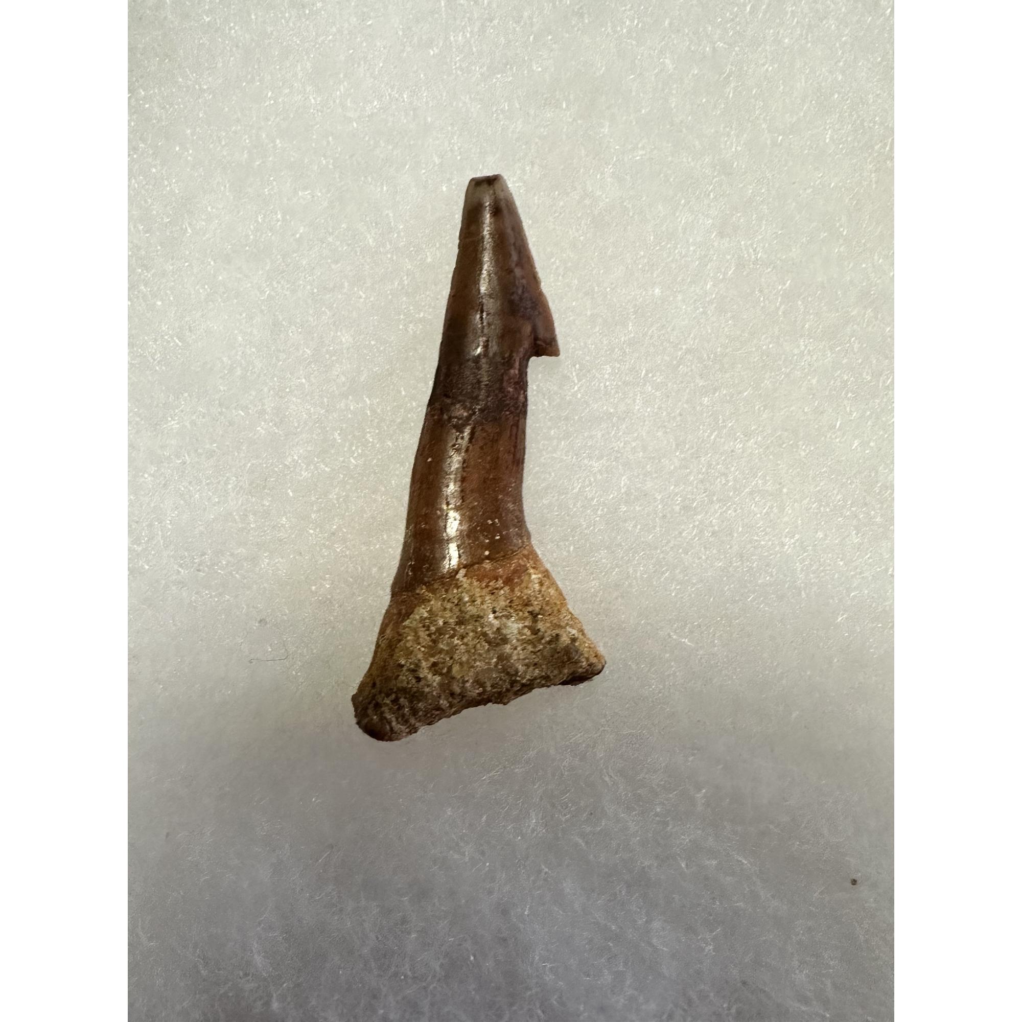 Sawfish Barb, fossil Onchopristis, Kem Kem, Morocco, mahogany color Prehistoric Online