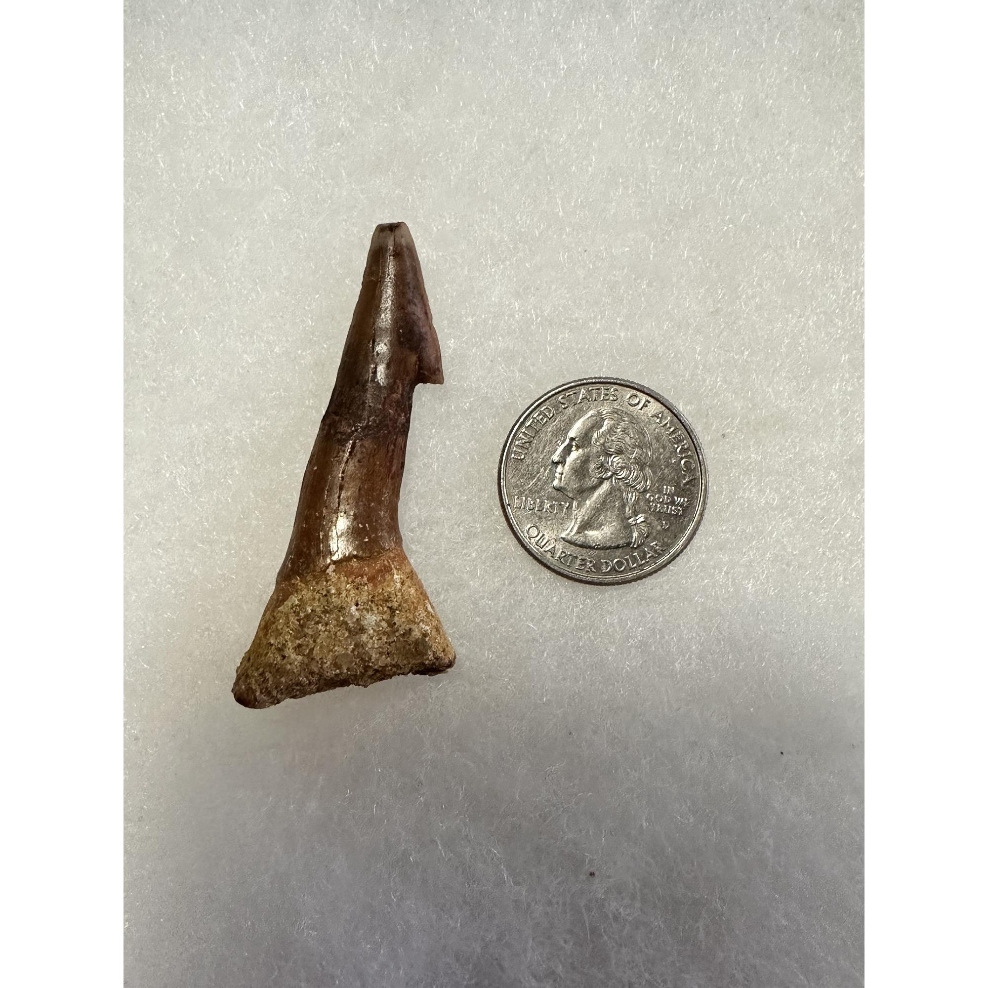 Sawfish Barb, fossil Onchopristis, Kem Kem, Morocco, mahogany color Prehistoric Online