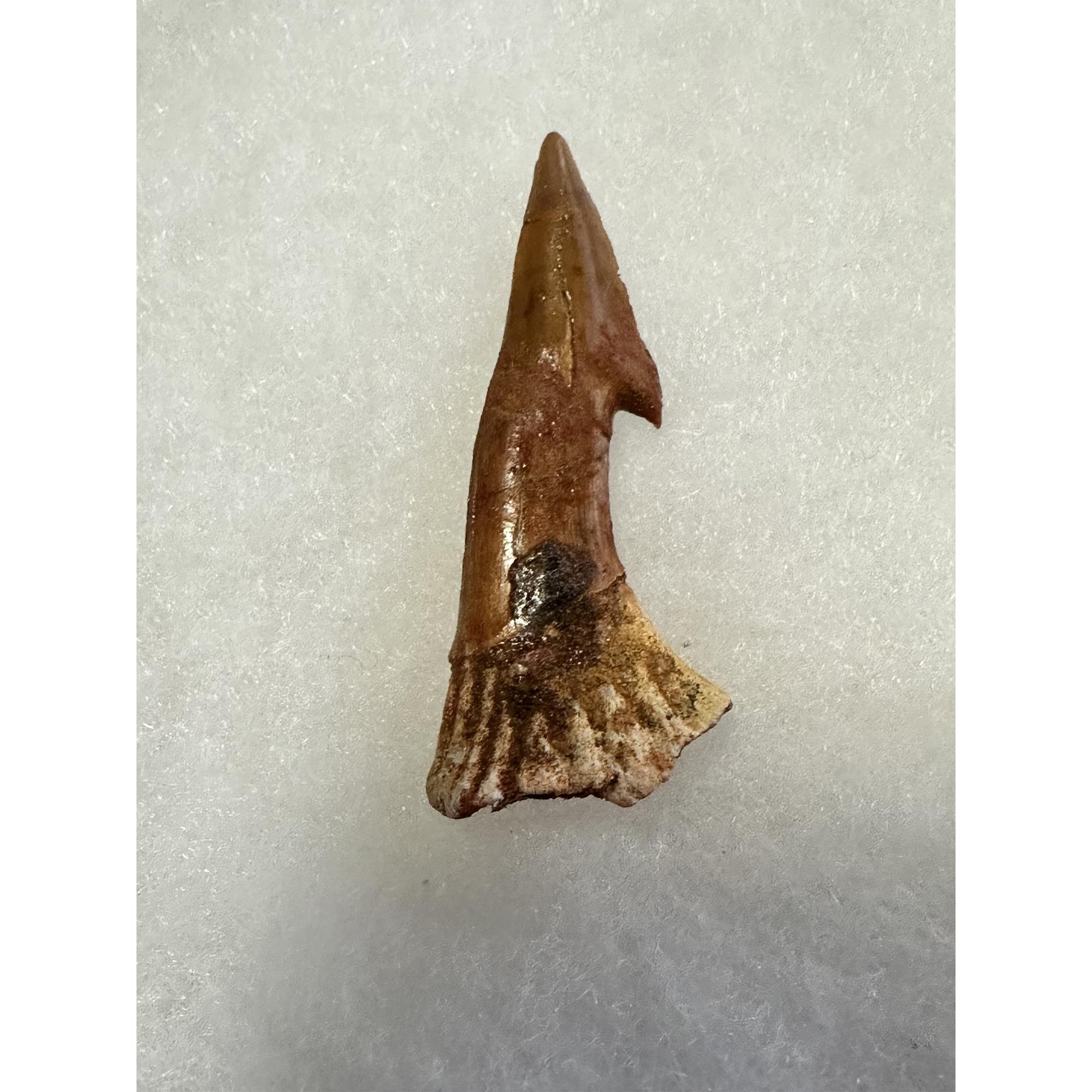Sawfish Barb, Onchopristis Rostrum, short and stubby Prehistoric Online