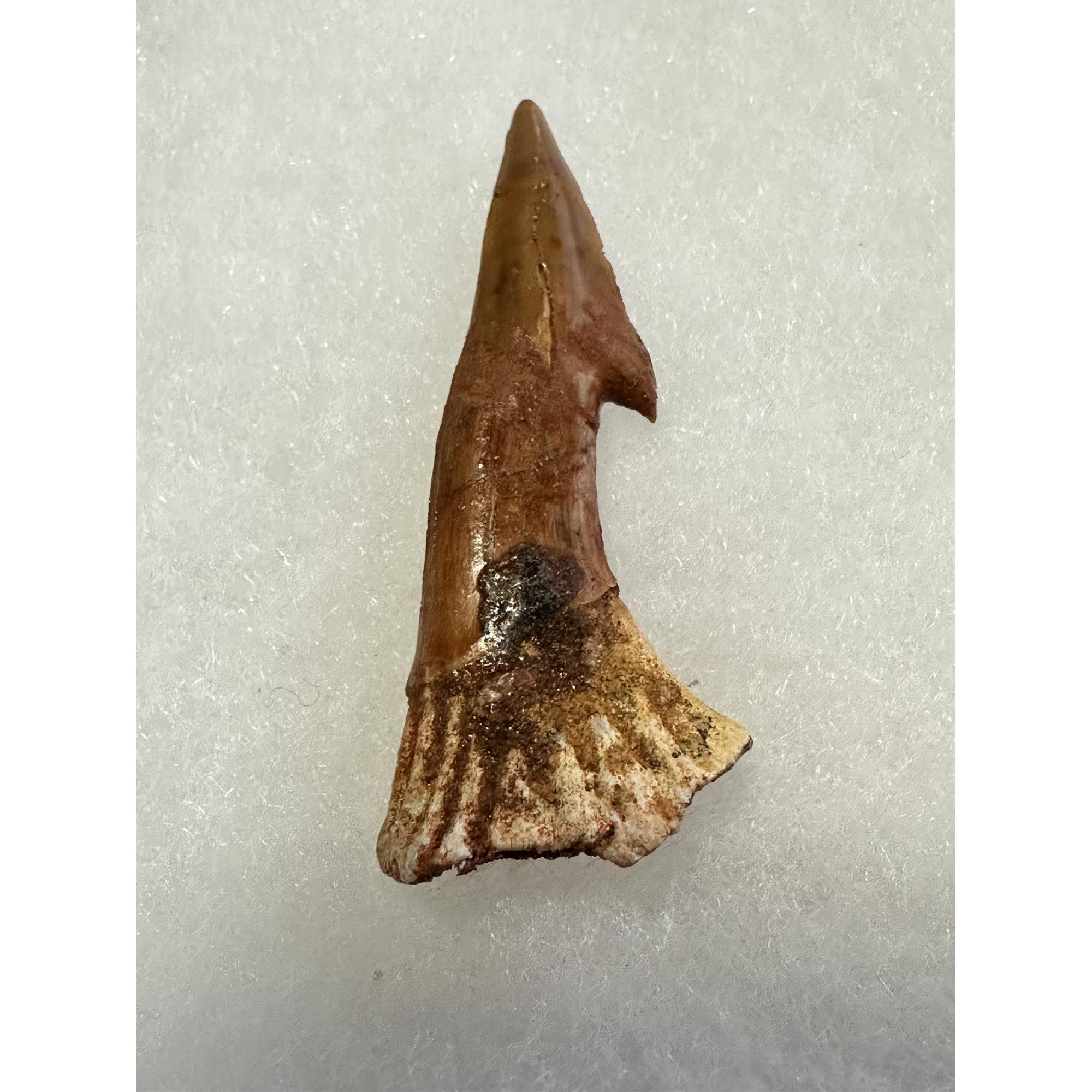 Sawfish Barb, Onchopristis Rostrum, short and stubby Prehistoric Online