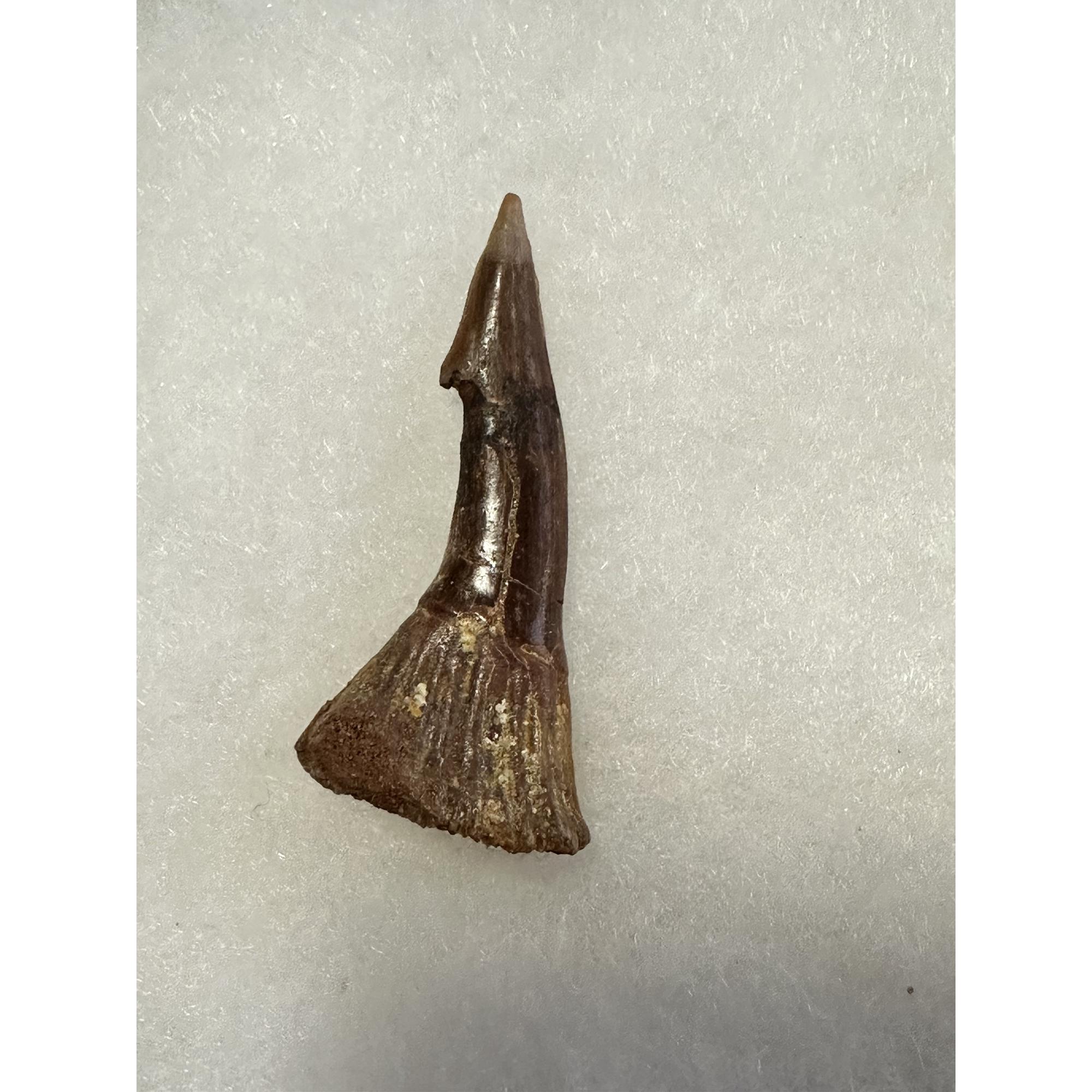 Sawfish Barb, Onchopristis Rostrum, Rich brown color Prehistoric Online
