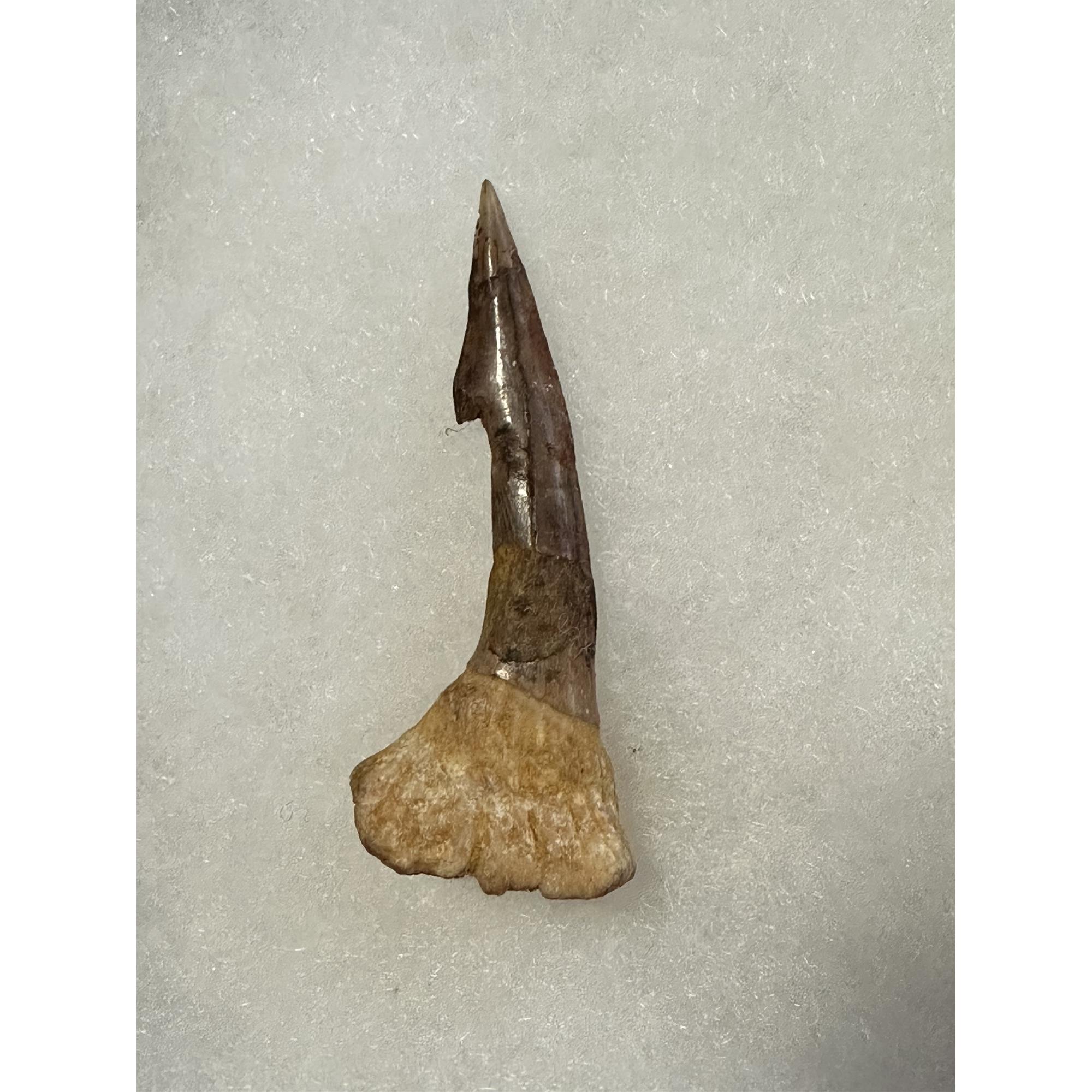 Sawfish Barb, Onchopristis Rostrum, Great curve Prehistoric Online