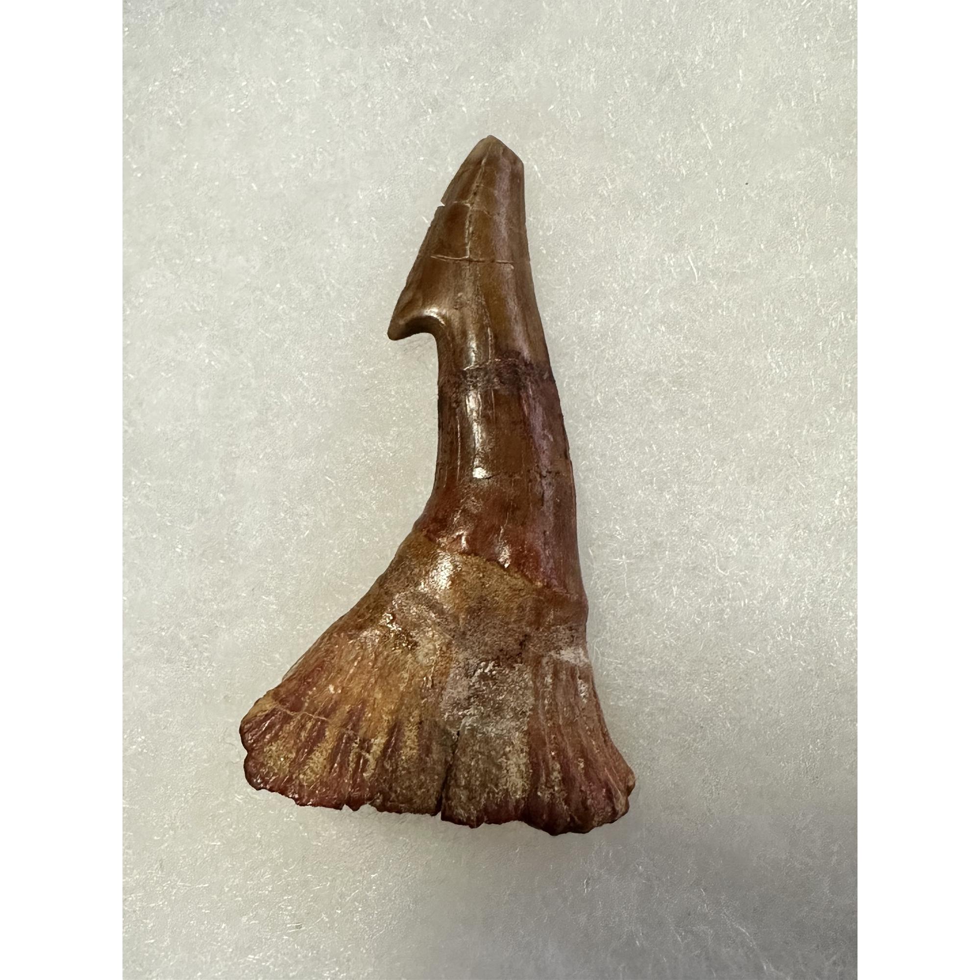 Sawfish Barb, Onchopristis Rostrum, Robust root Prehistoric Online