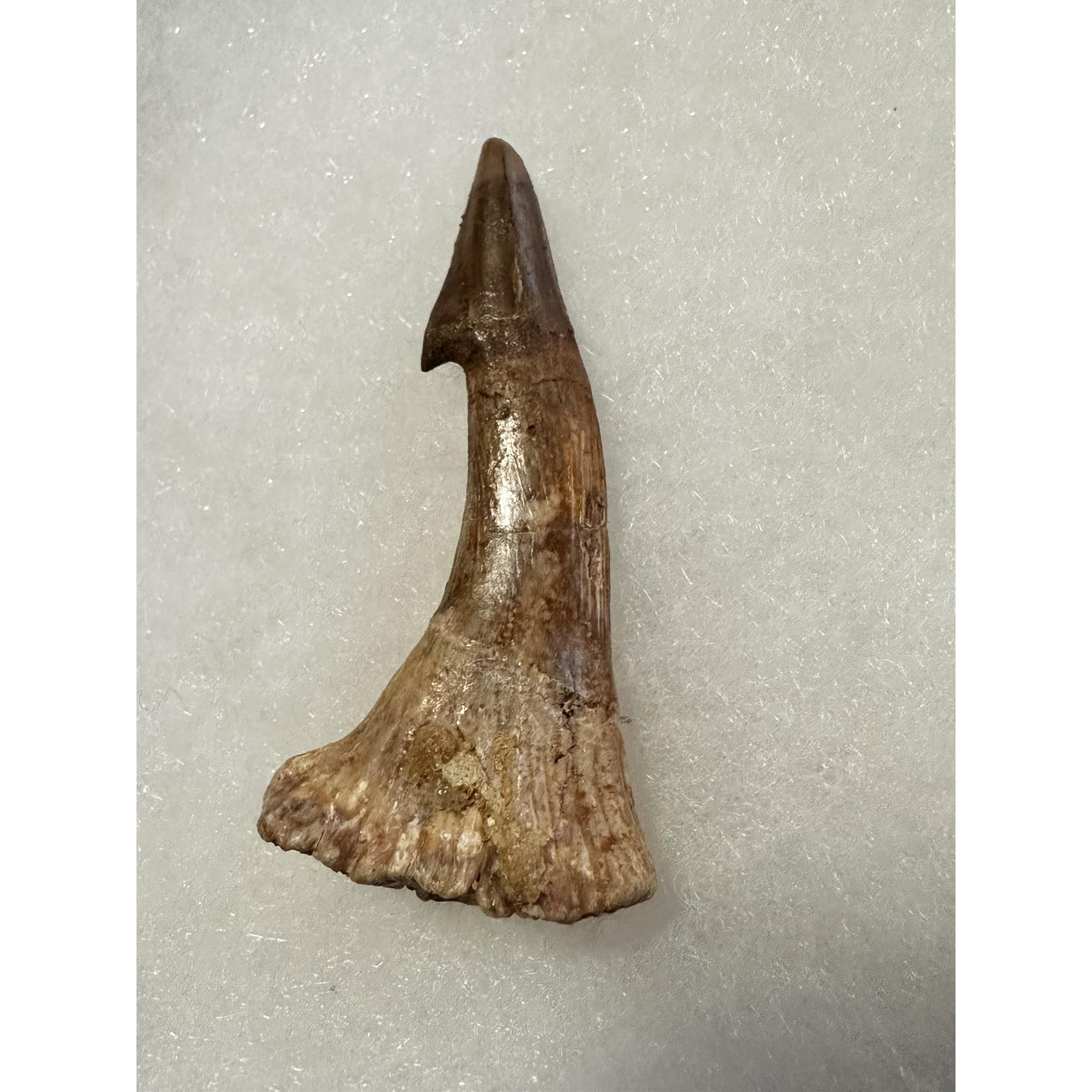 Sawfish Barb, Onchopristis from Kem Kem Beds Prehistoric Online