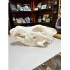 Wolf Skull, Exceptional and Huge Prehistoric Online