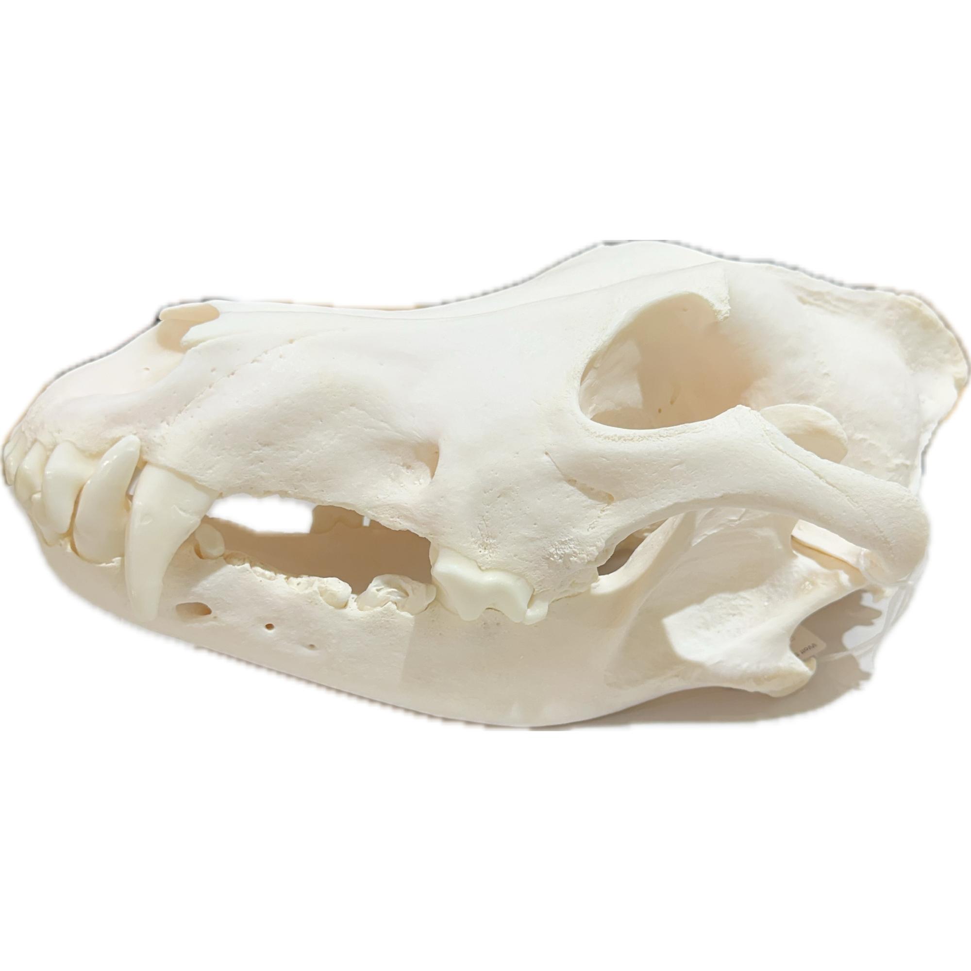 Wolf Skull, Exceptional and Huge Prehistoric Online