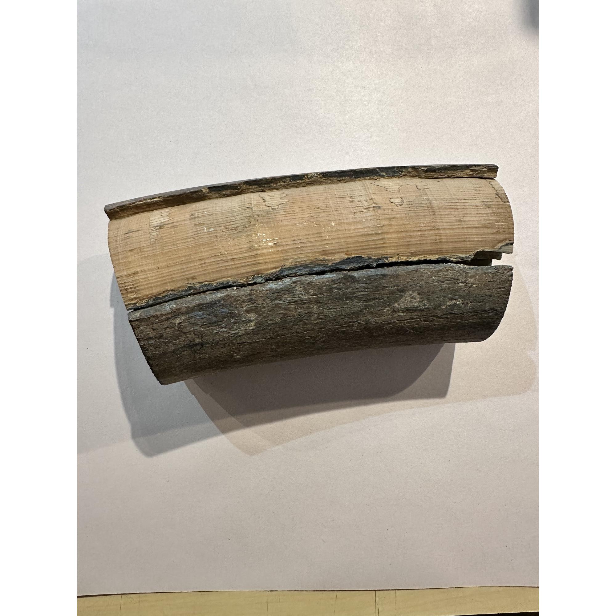 Mammoth Tusk section, 9 inches long Prehistoric Online