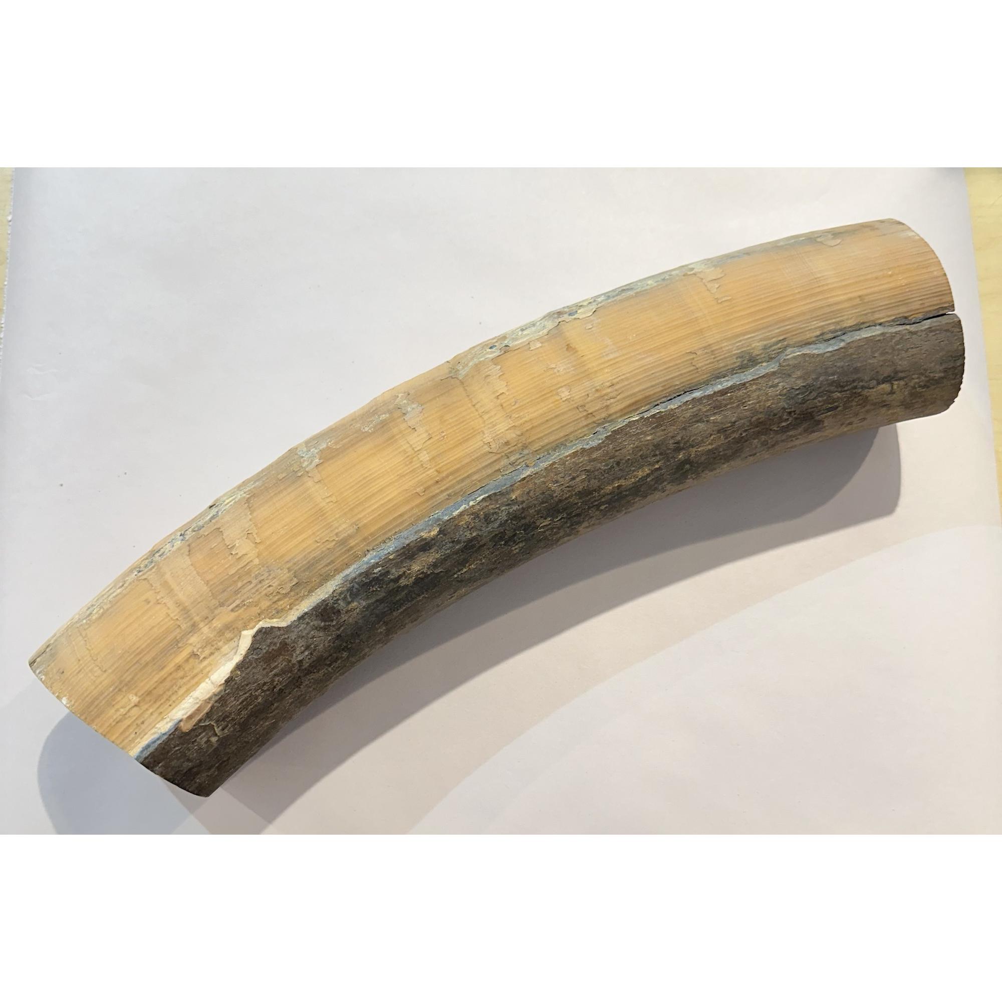 Mammoth Tusk section, rare Washington State Prehistoric Online