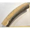Mammoth Tusk section, rare Washington State Prehistoric Online
